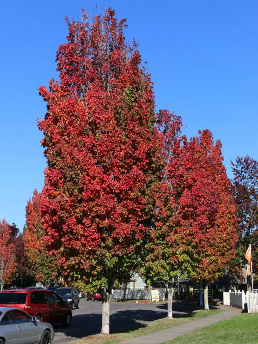 Acer rubrum 'Bowhall' 10G