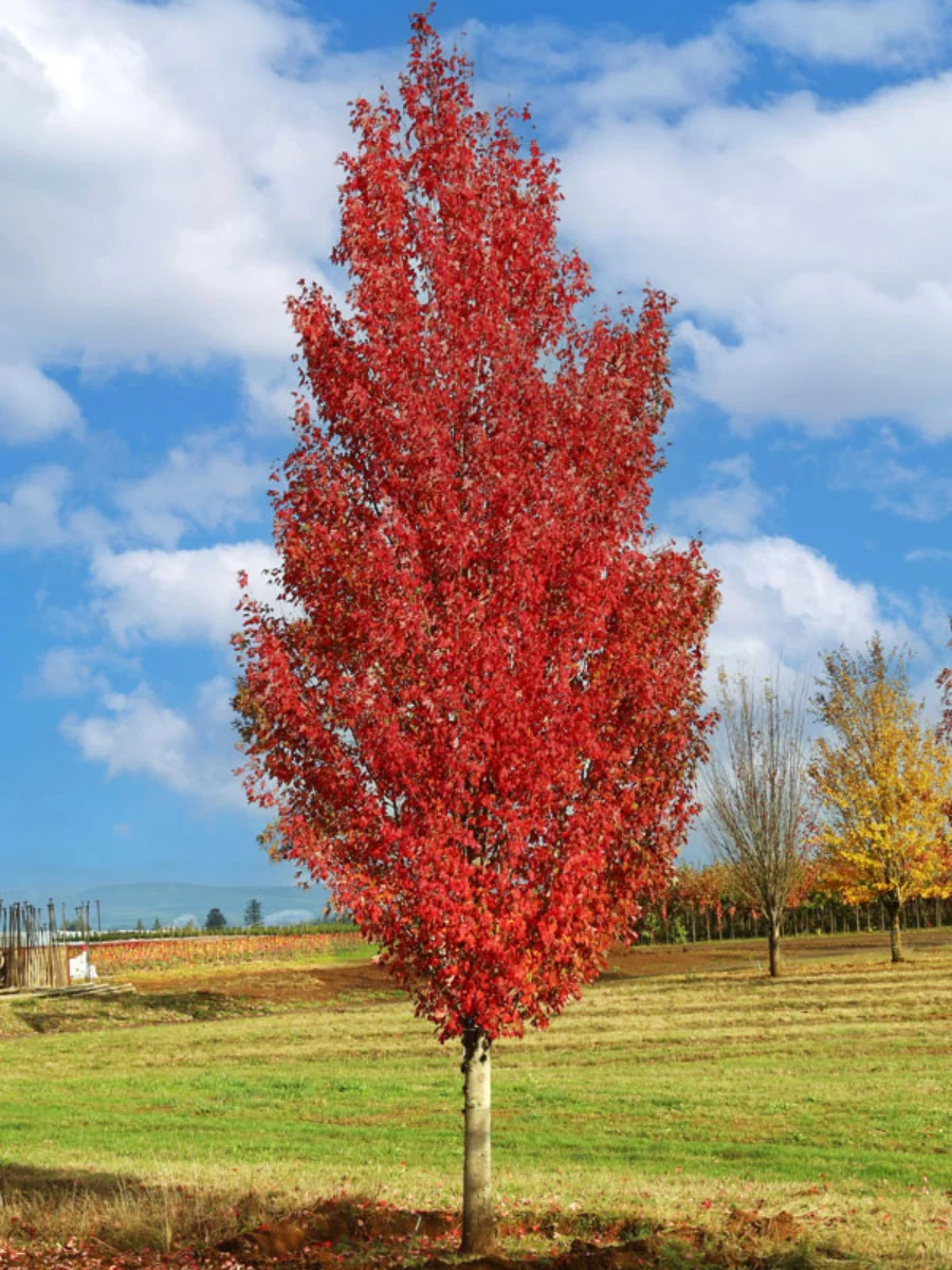 Acer rubrum 'Red Sentinel' 7G