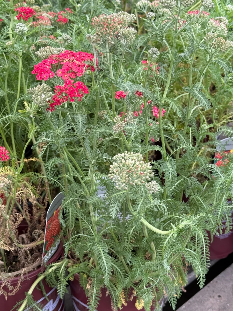 Achillea Yarrow 'Paprika' 1G