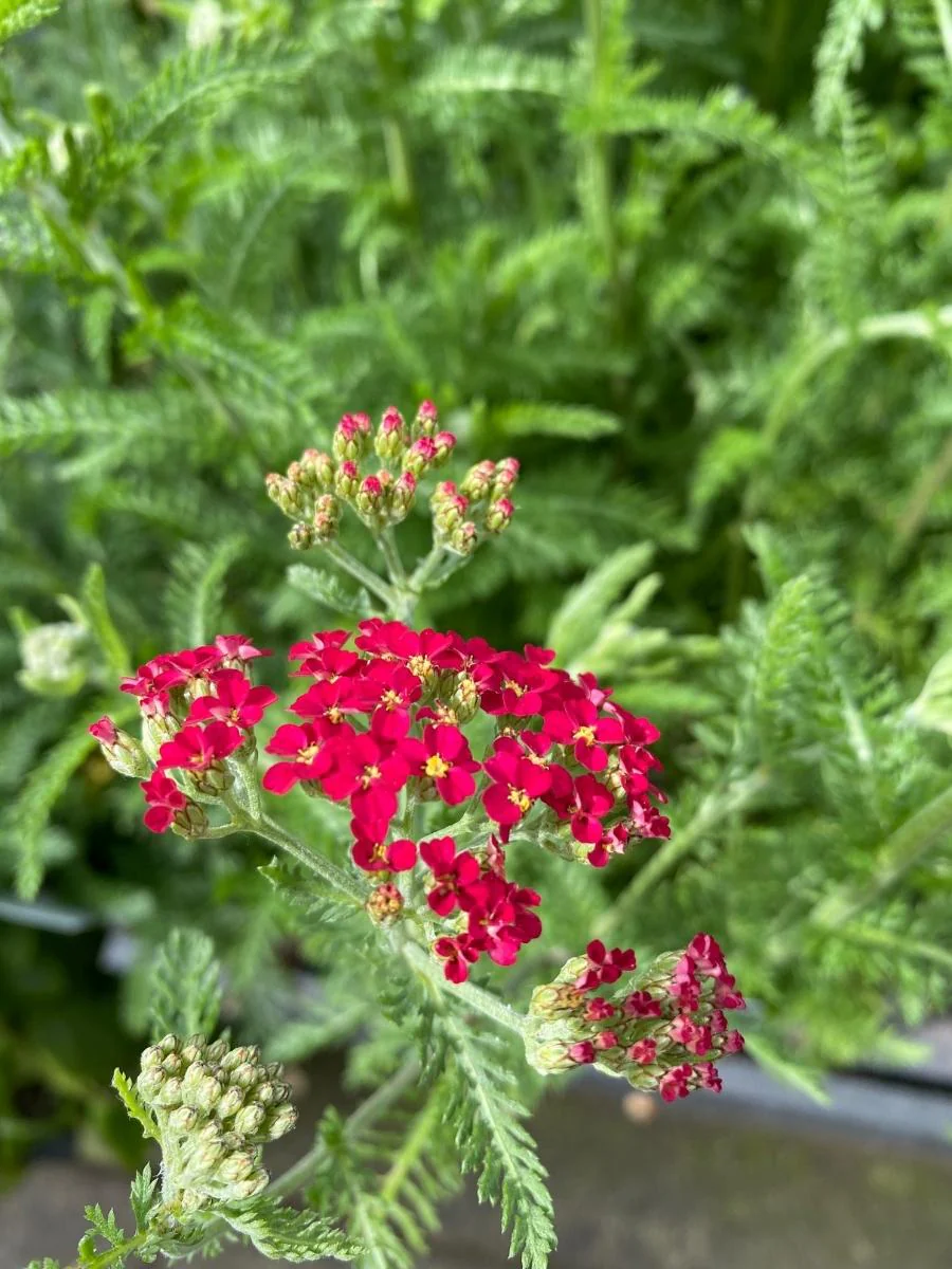 Achillea Yarrow 'Paprika' 1G - Image 2