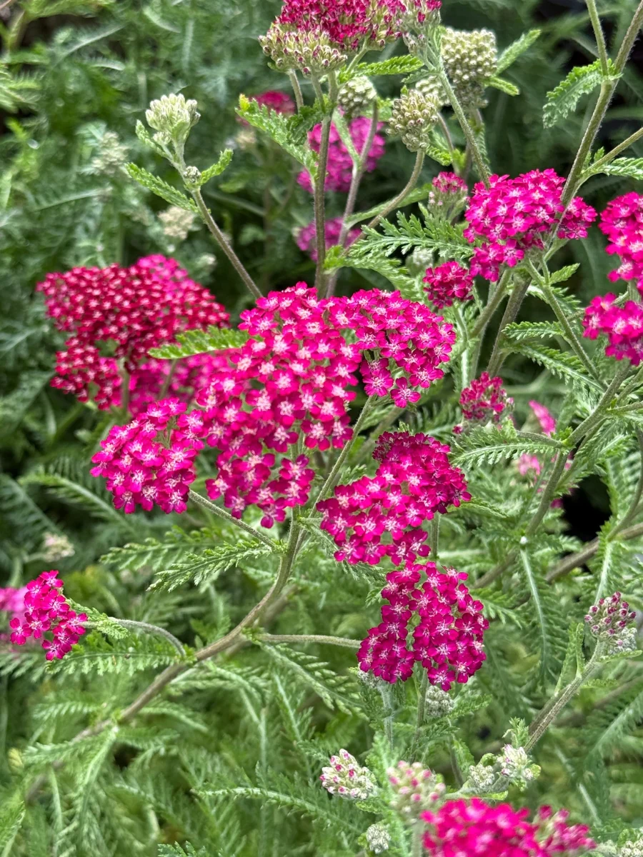Achillea Yarrow 'Summerwine' 1G
