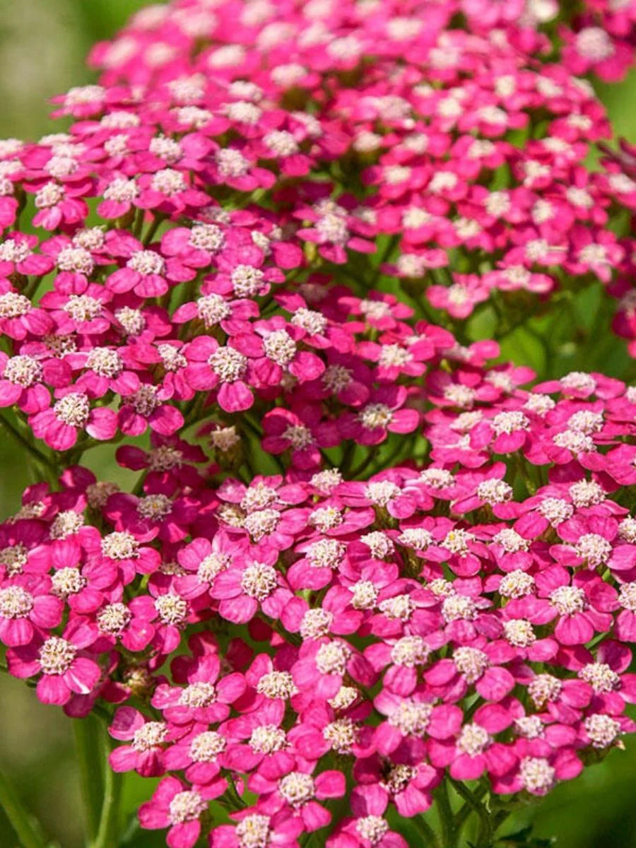 Achillea Yarrow 'Summerwine' 1G - Image 2