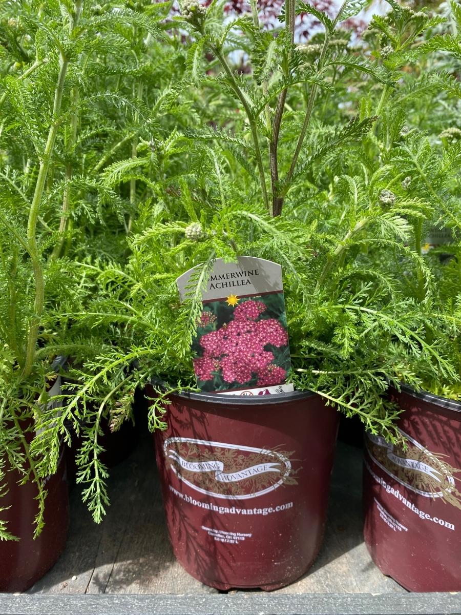 Achillea Yarrow 'Summerwine' 1G - Image 3