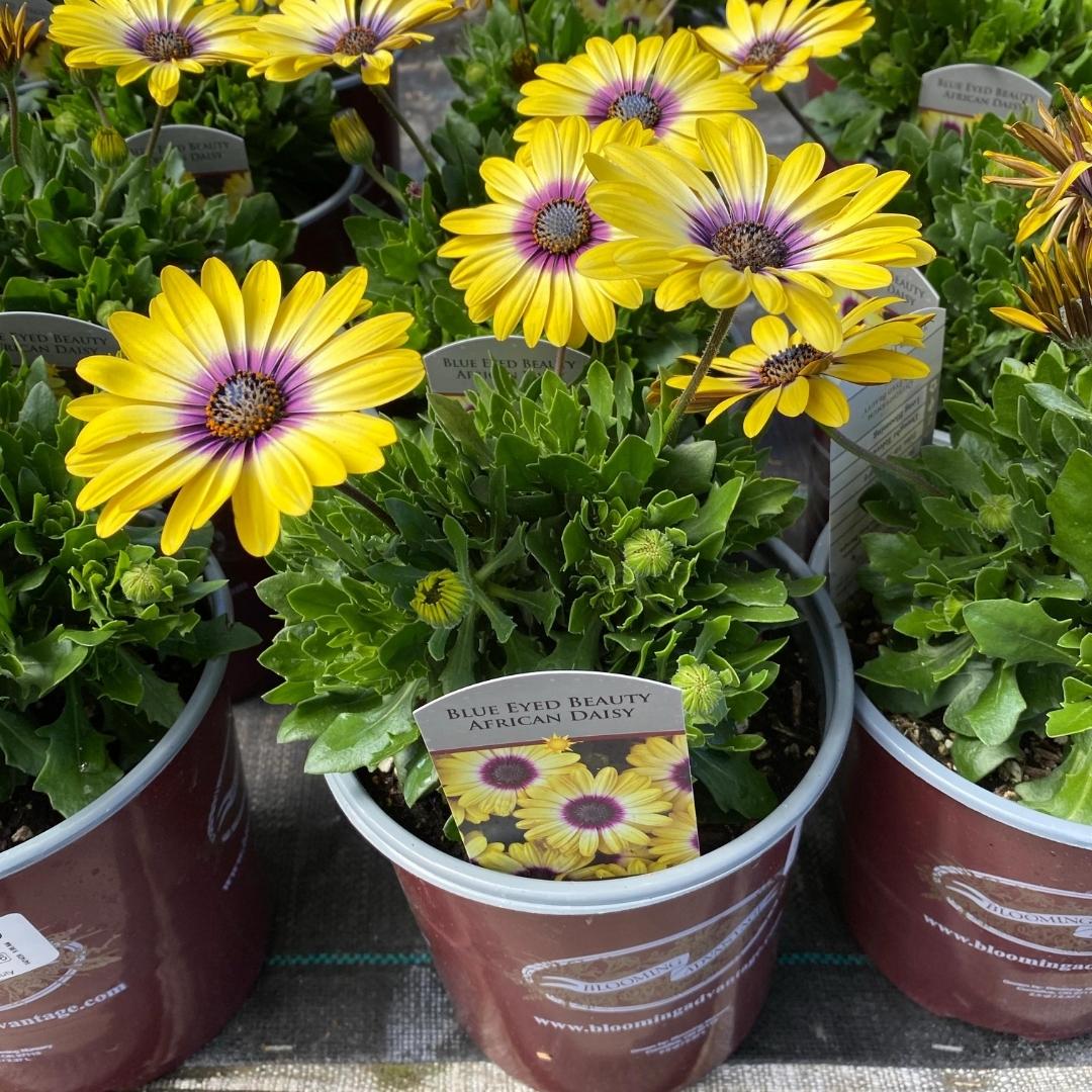 African Daisy Blue Eyed Beauty - Image 3