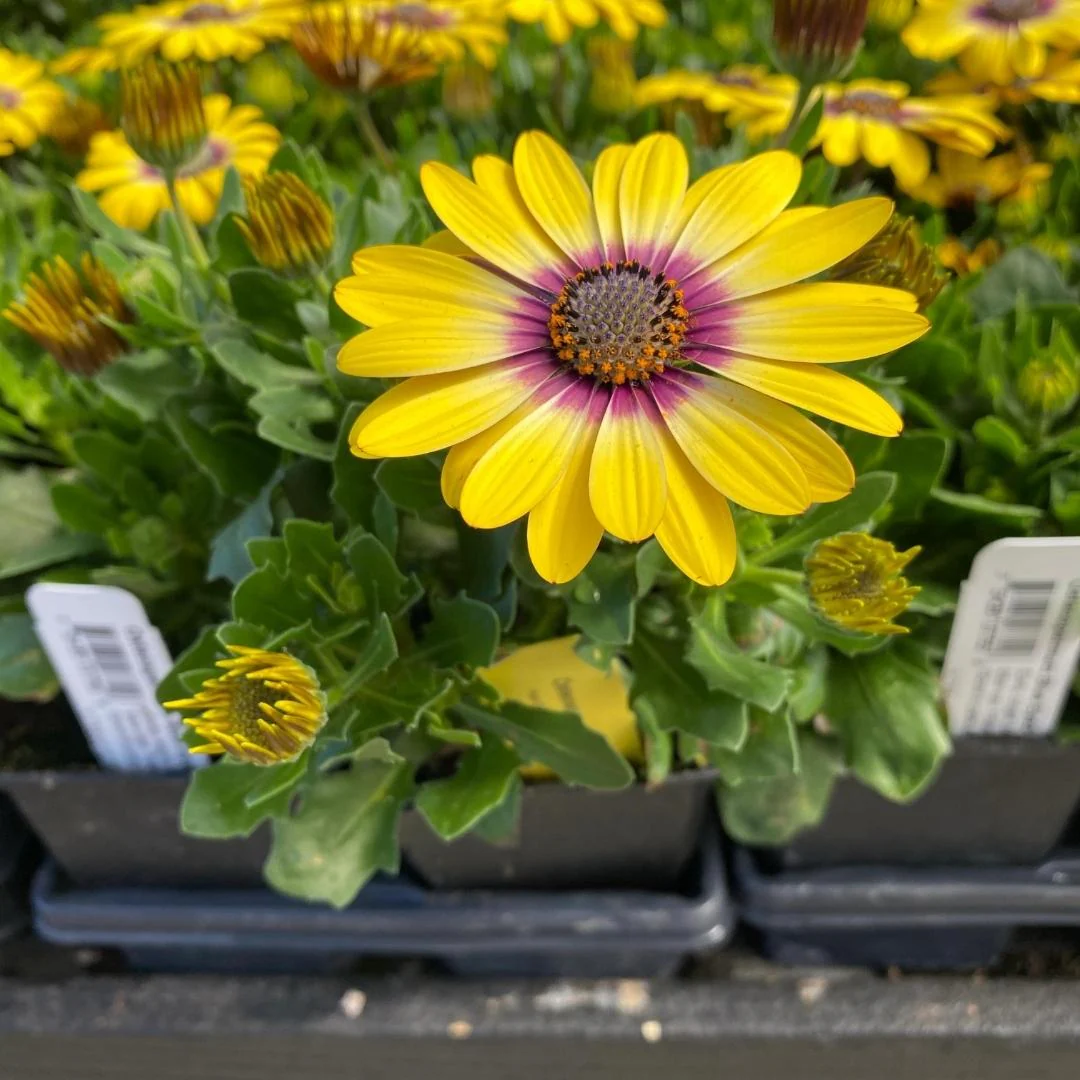 African Daisy Blue Eyed Beauty - Image 4