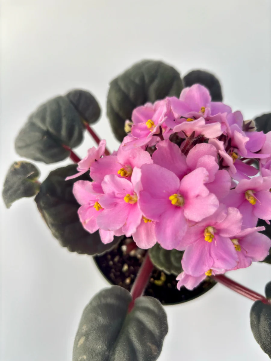 African Violet 4'' - Image 3