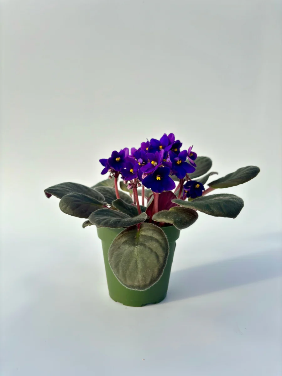 African Violet 4'' - Image 4