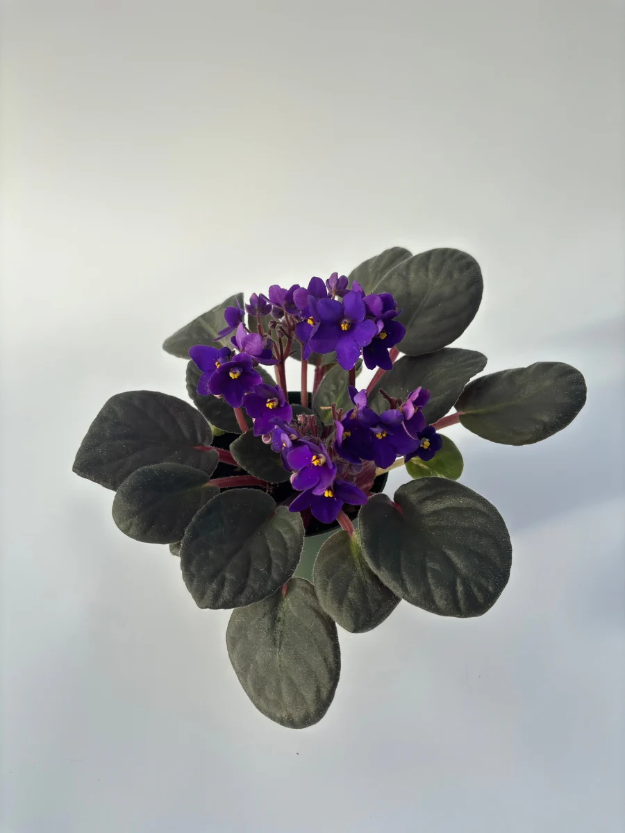 African Violet 4'' - Image 5