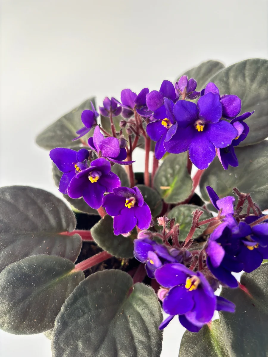 African Violet 4'' - Image 6
