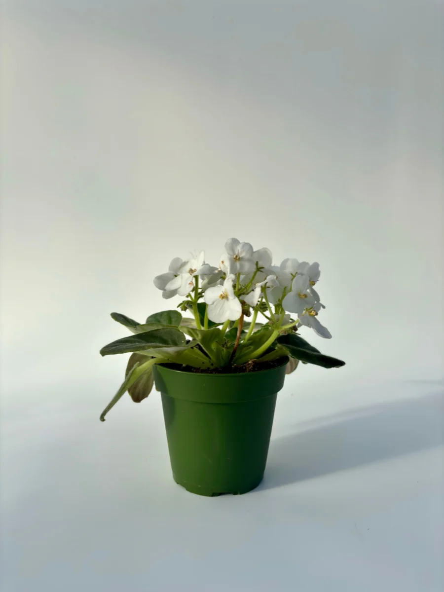 African Violet 4'' - Image 7