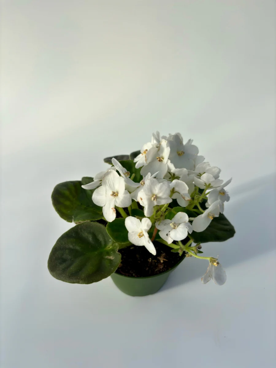 African Violet 4'' - Image 8
