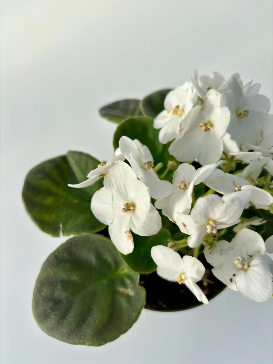 African Violet 4'' - Image 9
