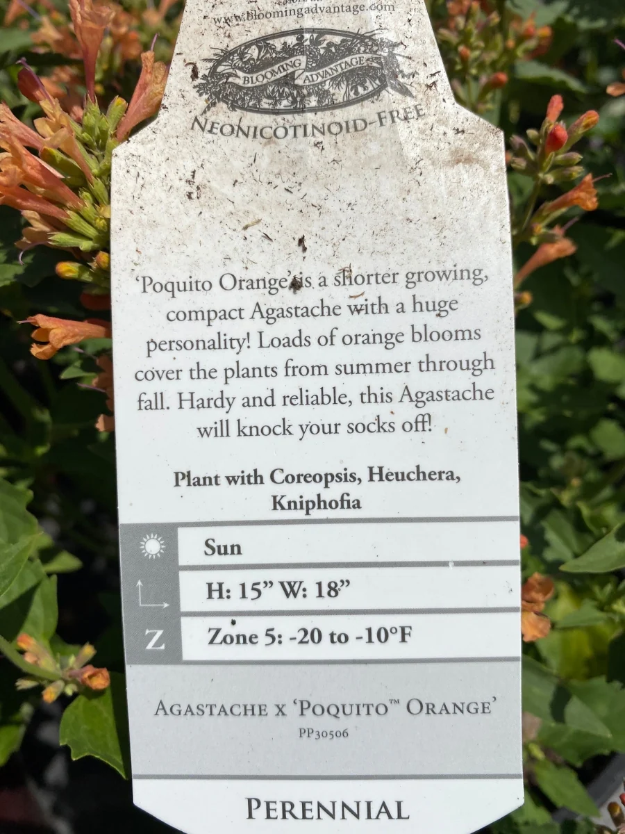 Agastache Poquito Orange 1G - Image 3