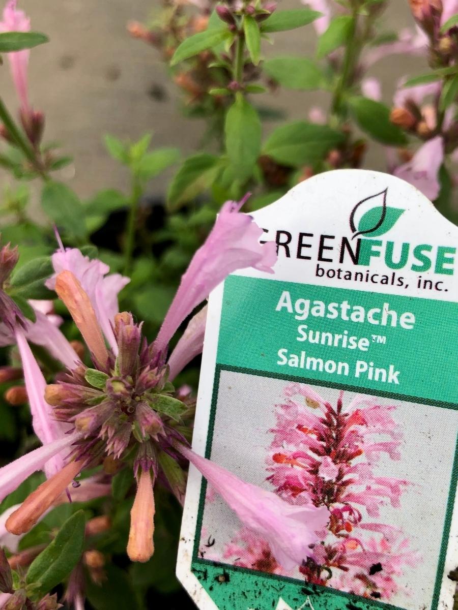 Agastache Sunrise™ Salmon Pink - Image 3