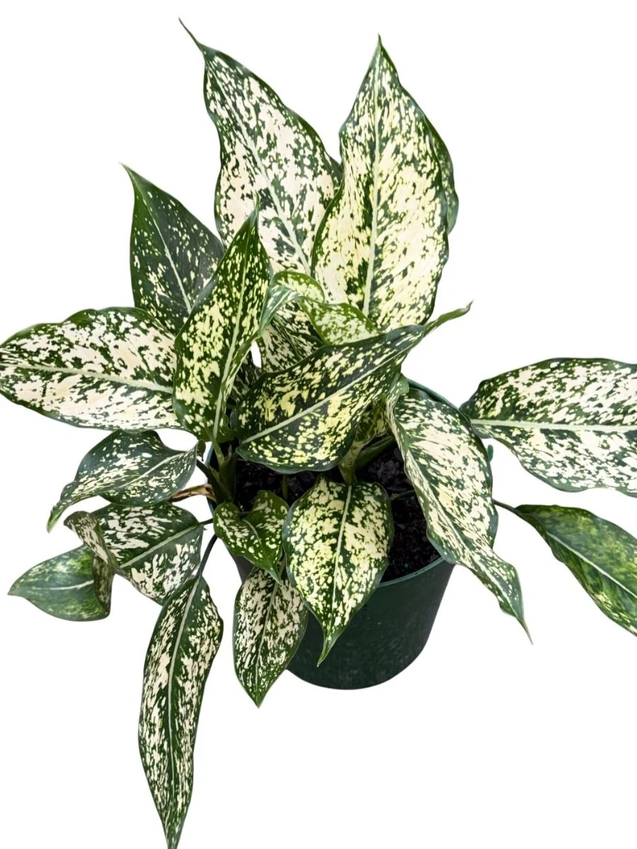 Aglaonema Wintry Winehouse 6''