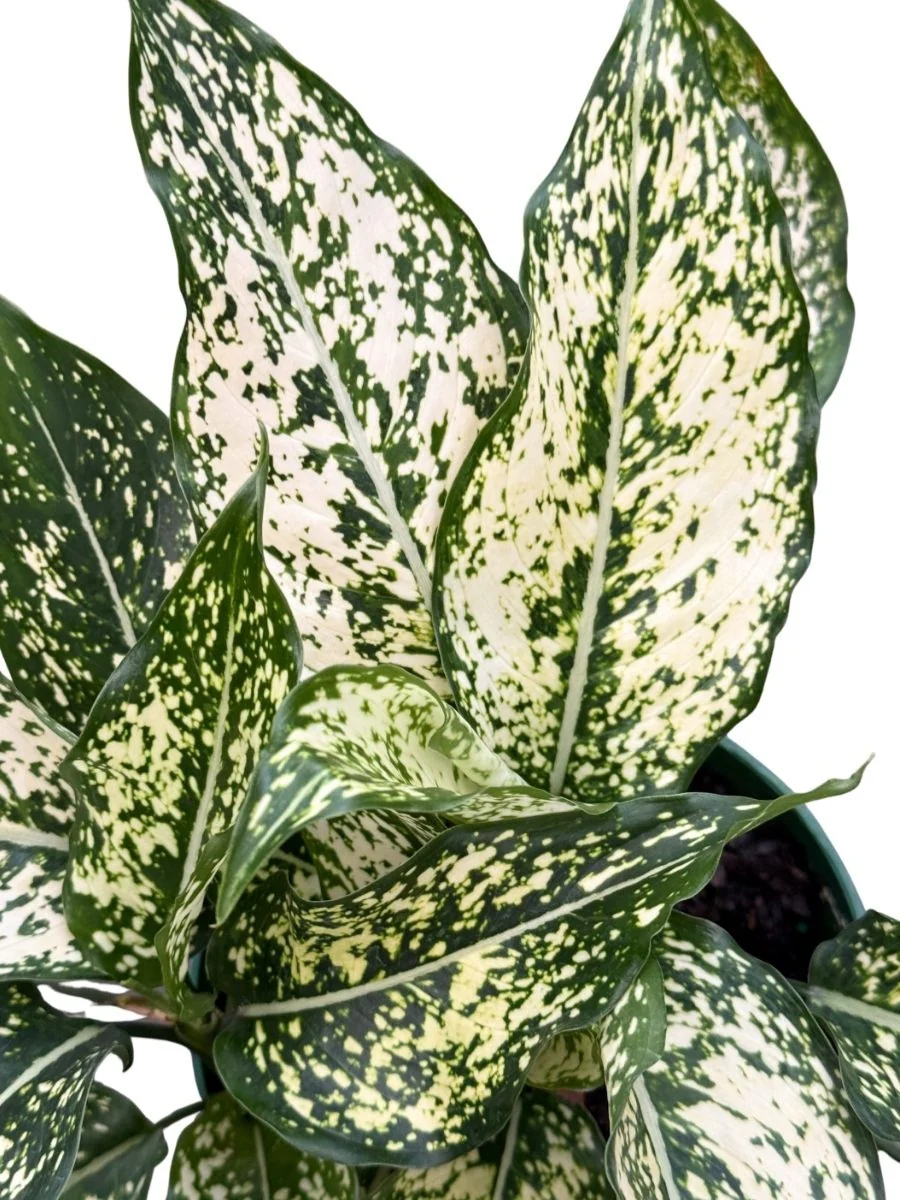 Aglaonema Wintry Winehouse 6'' - Image 2
