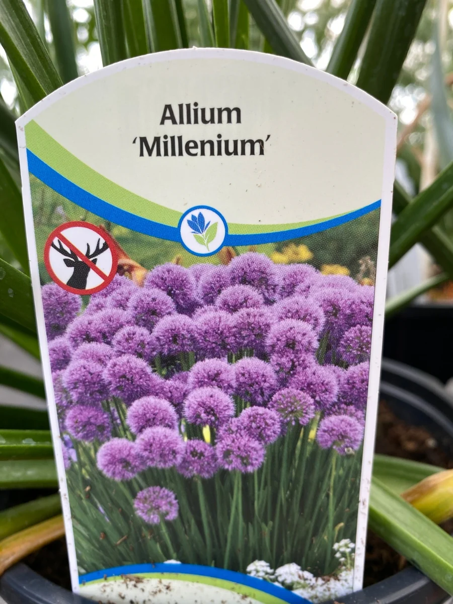 Allium 'Millenium' 1G - Image 3