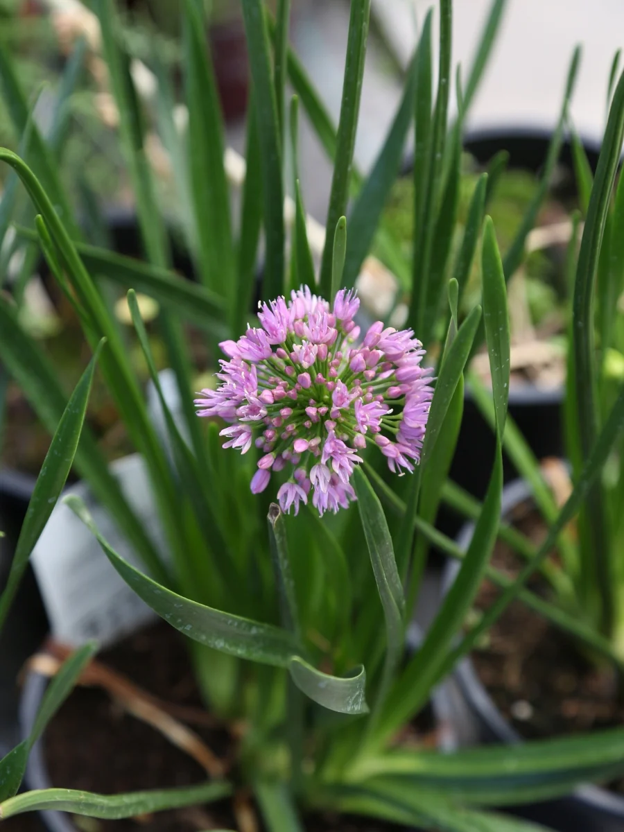 Allium 'Millenium' 1G - Image 4
