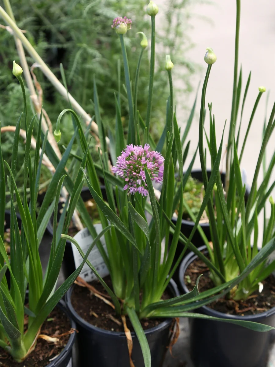 Allium 'Millenium' 1G - Image 5