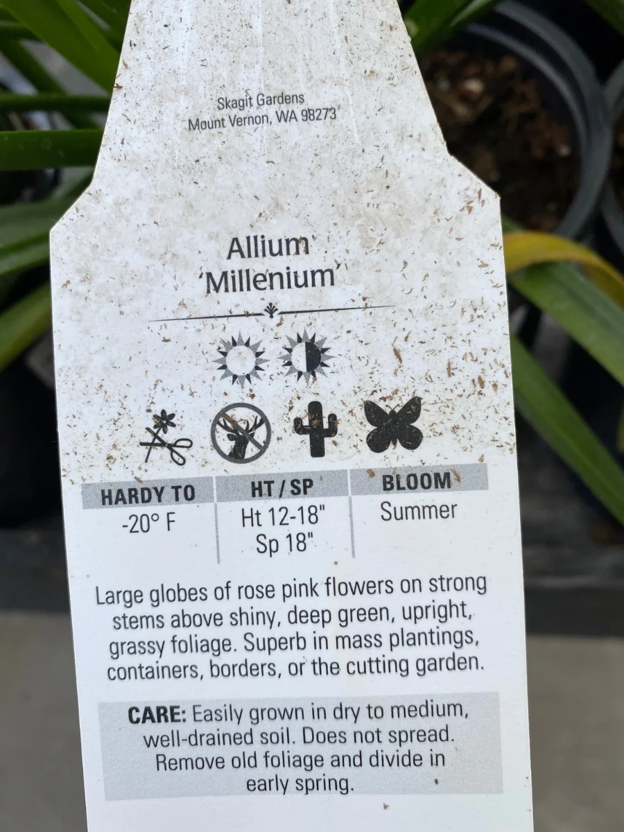 Allium 'Millenium' 1G - Image 6