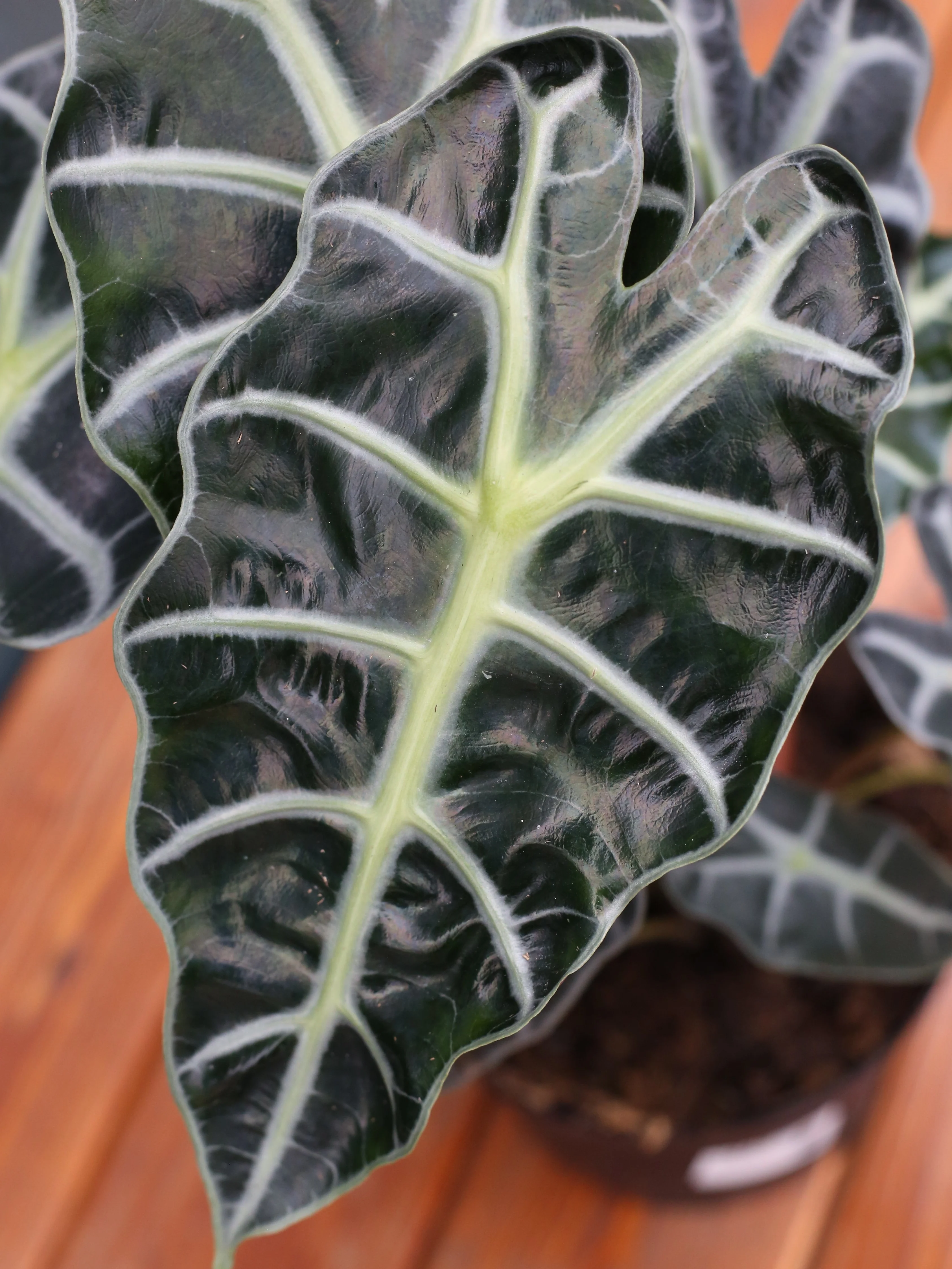 Alocasia ‘Polly’ - Image 2