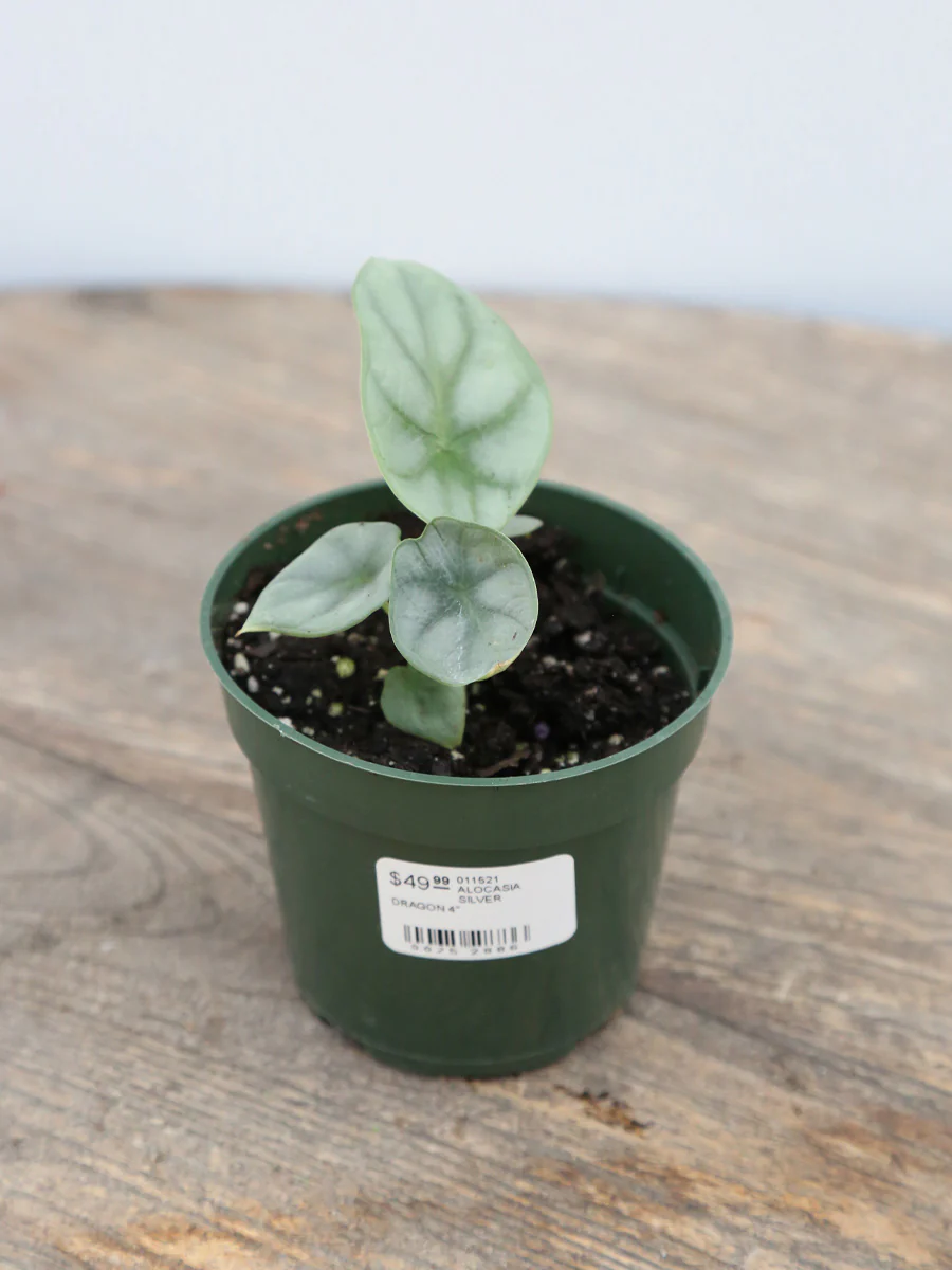 Alocasia 'Silver Dragon' 4" - Image 3