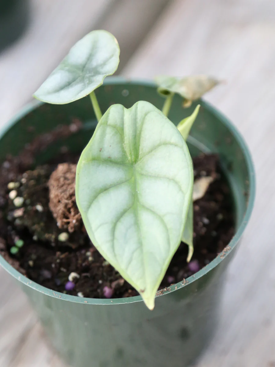Alocasia 'Silver Dragon' 4" - Image 4
