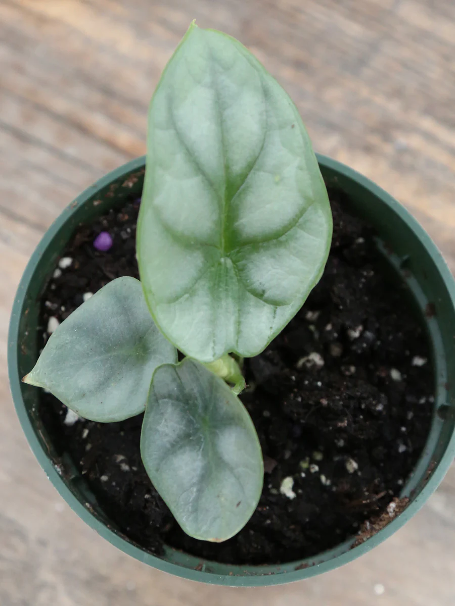Alocasia 'Silver Dragon' 4" - Image 5