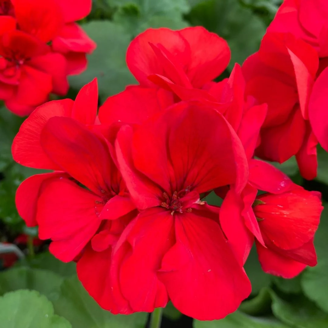 Geranium | Americana® Dark Red 4''