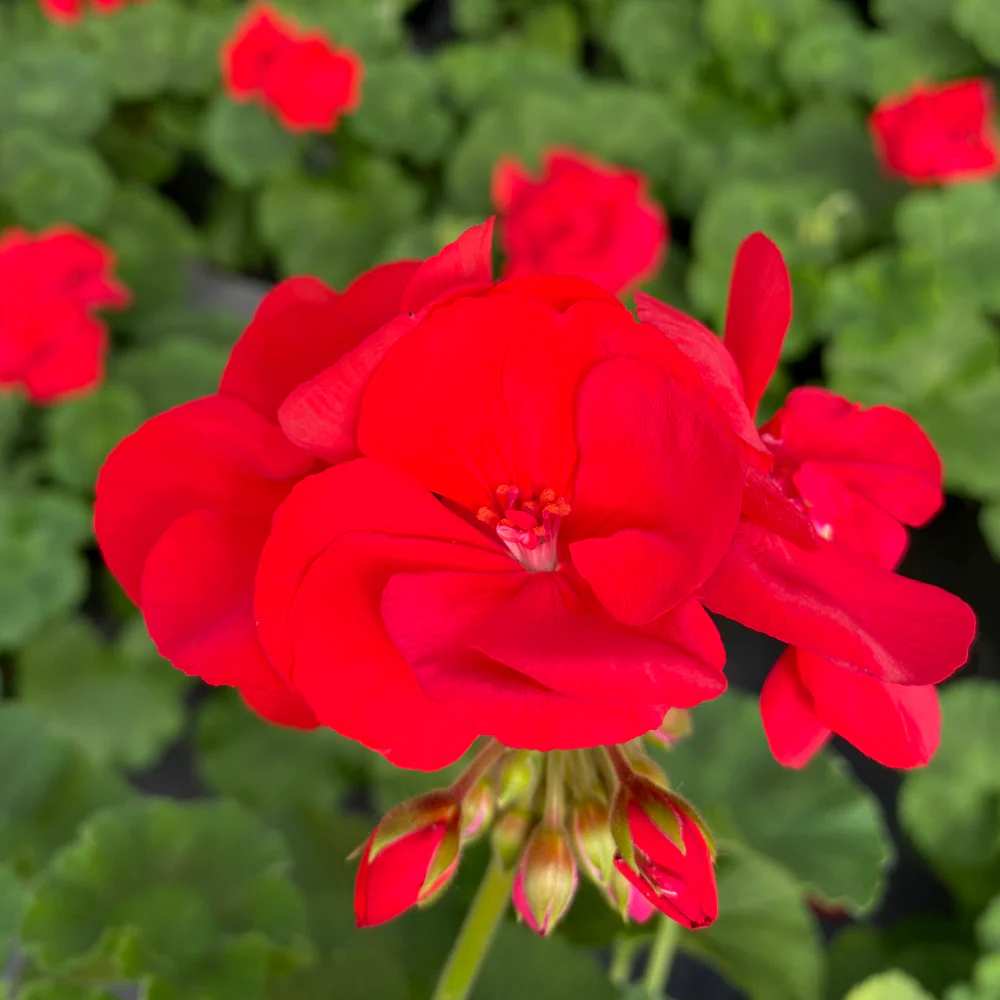 Geranium | Americana® Dark Red 4'' - Image 2