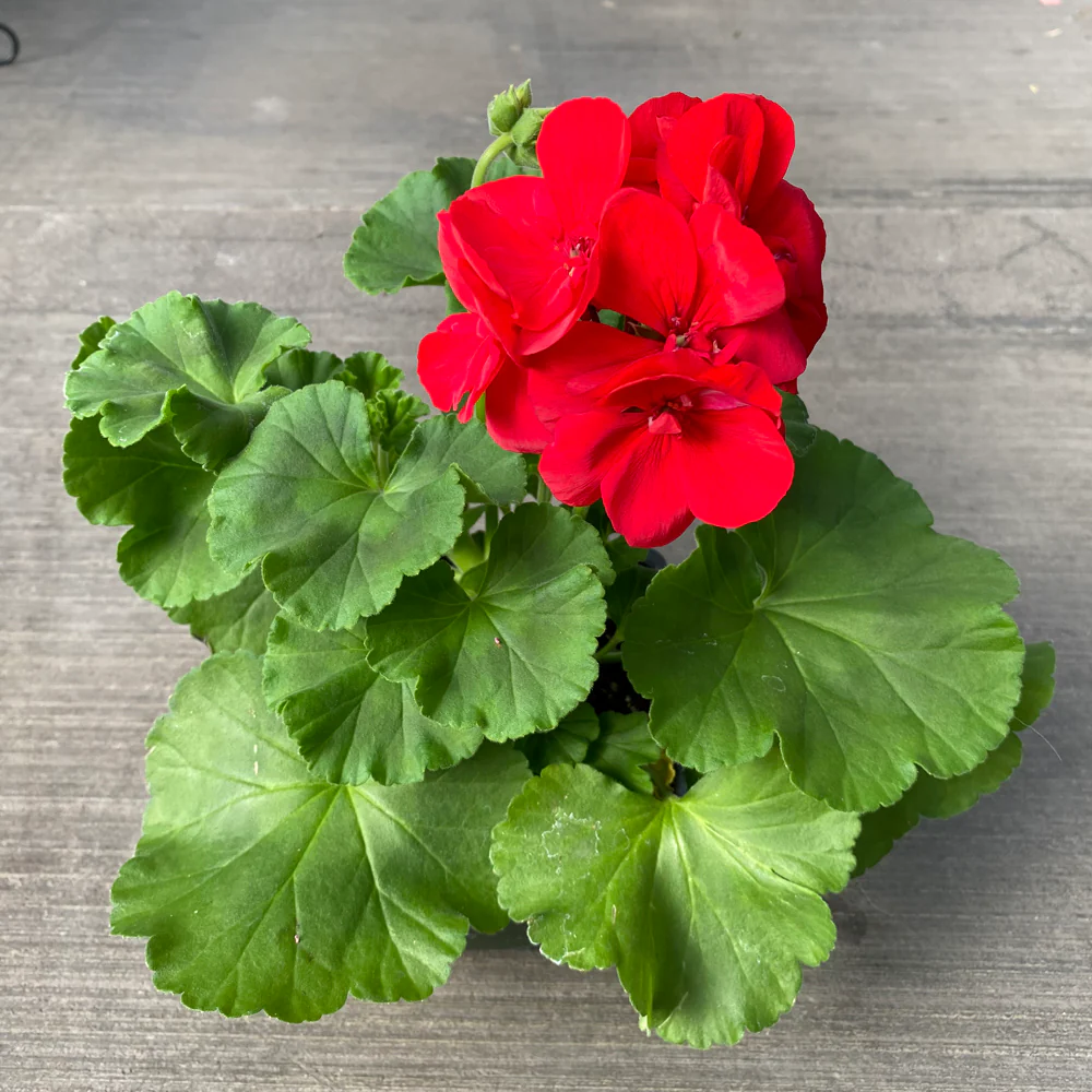 Geranium | Americana® Dark Red 4'' - Image 3