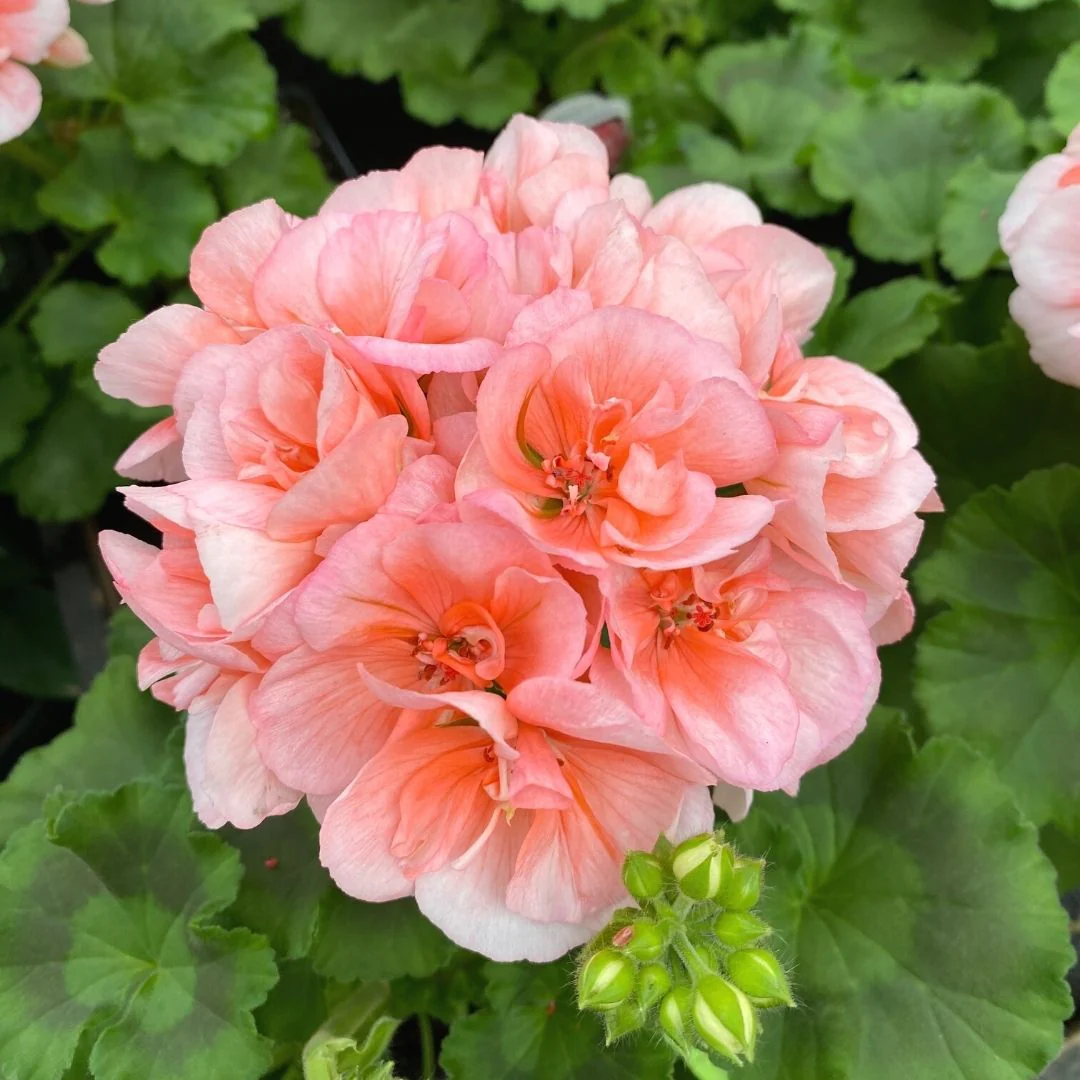 Geranium | Americana® Salmon 4"