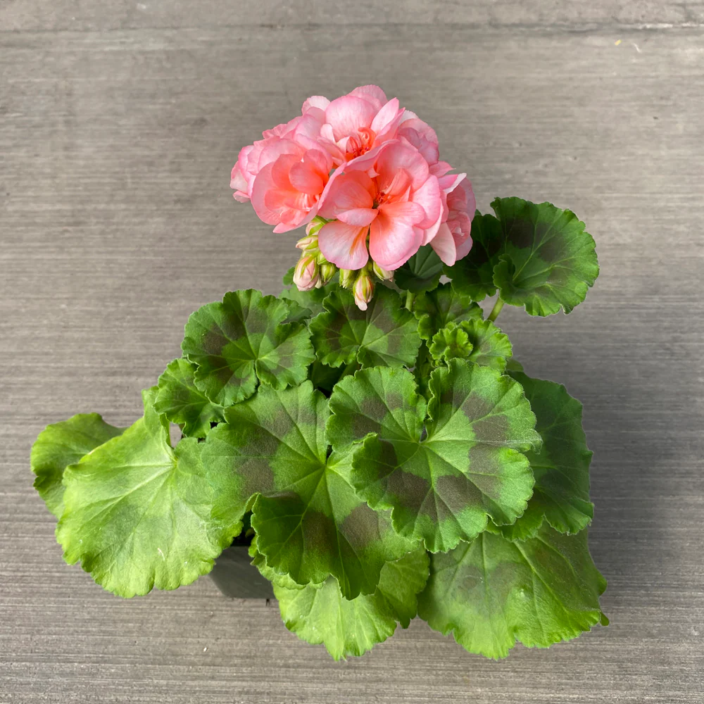 Geranium | Americana® Salmon 4" - Image 2