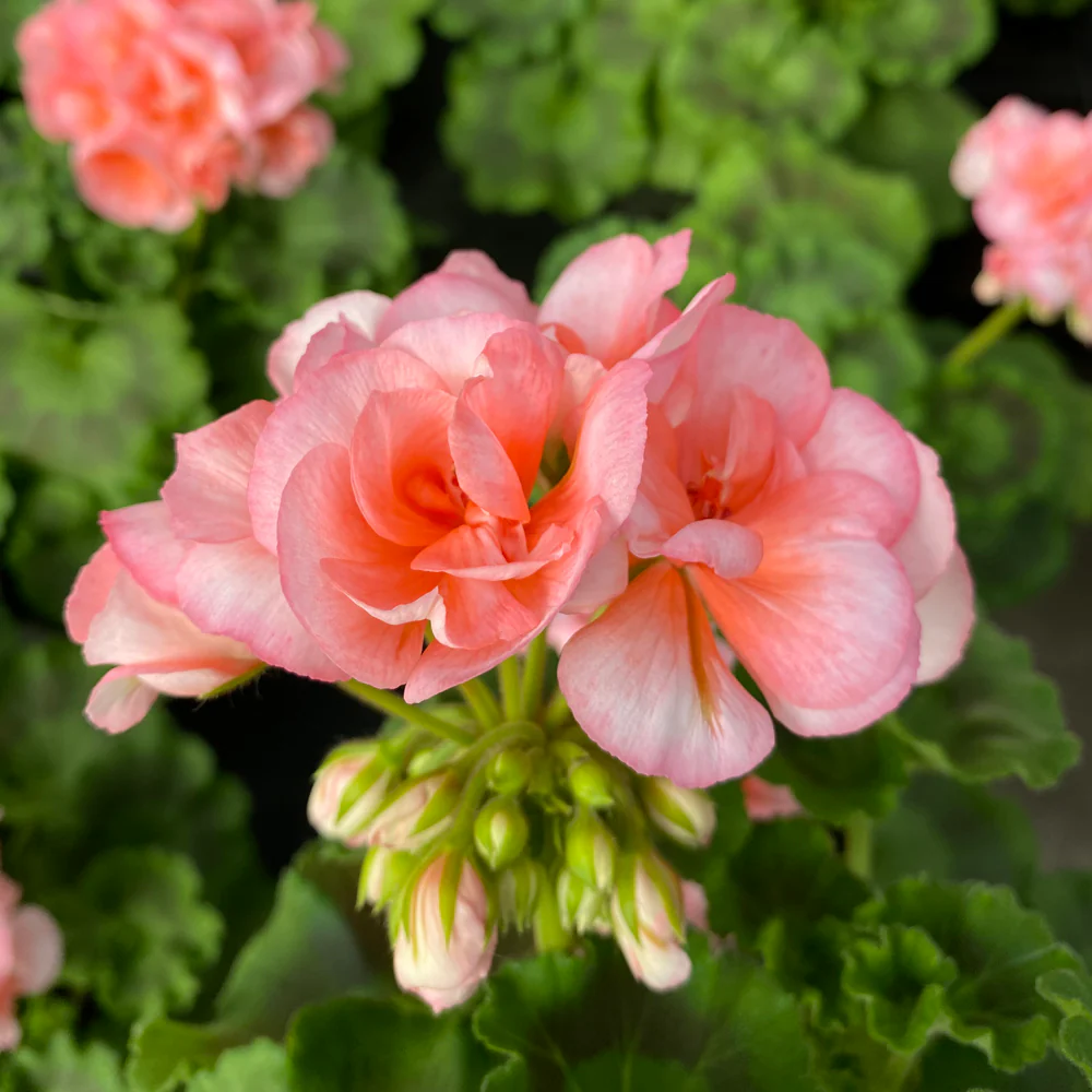 Geranium | Americana® Salmon 4" - Image 3