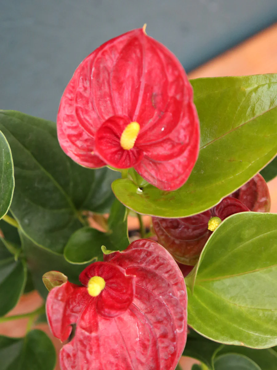 Anthurium