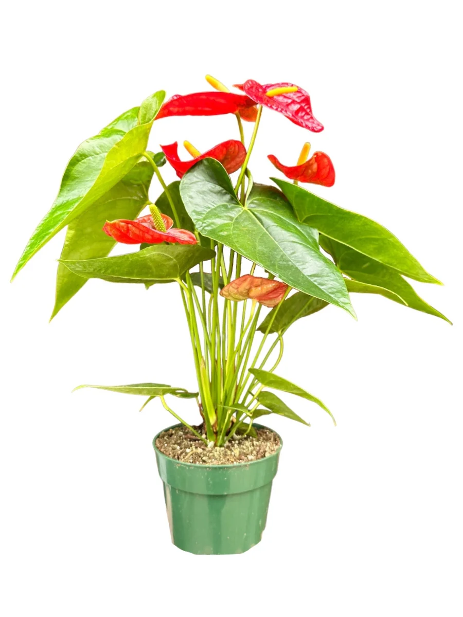 Anthurium - Image 2