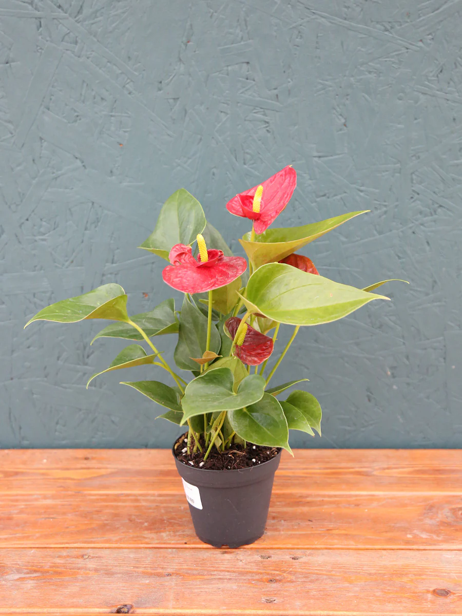 Anthurium - Image 3