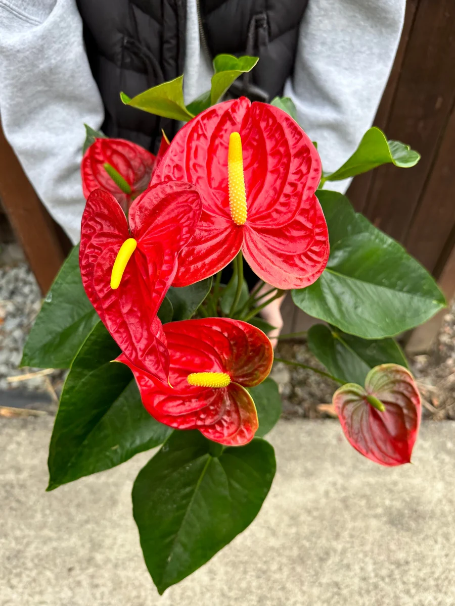Anthurium - Image 4