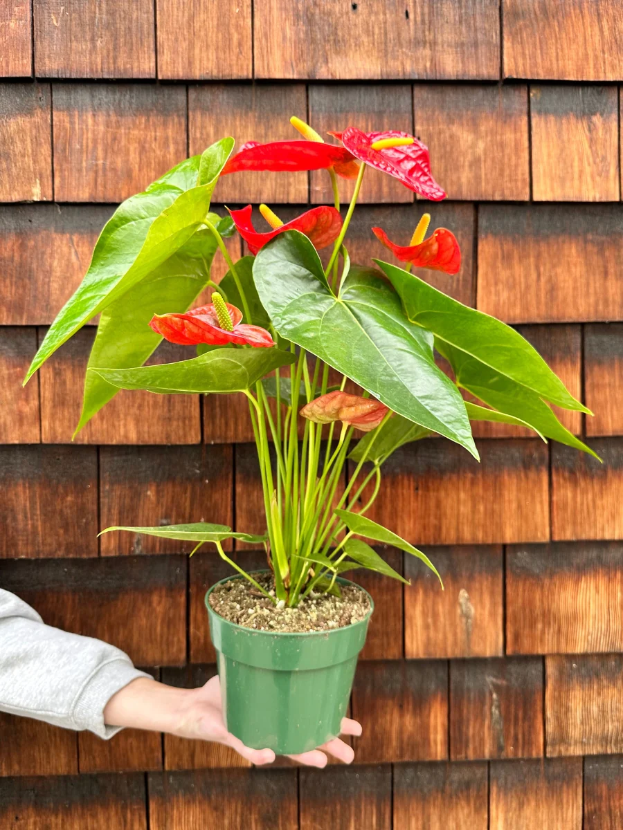 Anthurium - Image 5