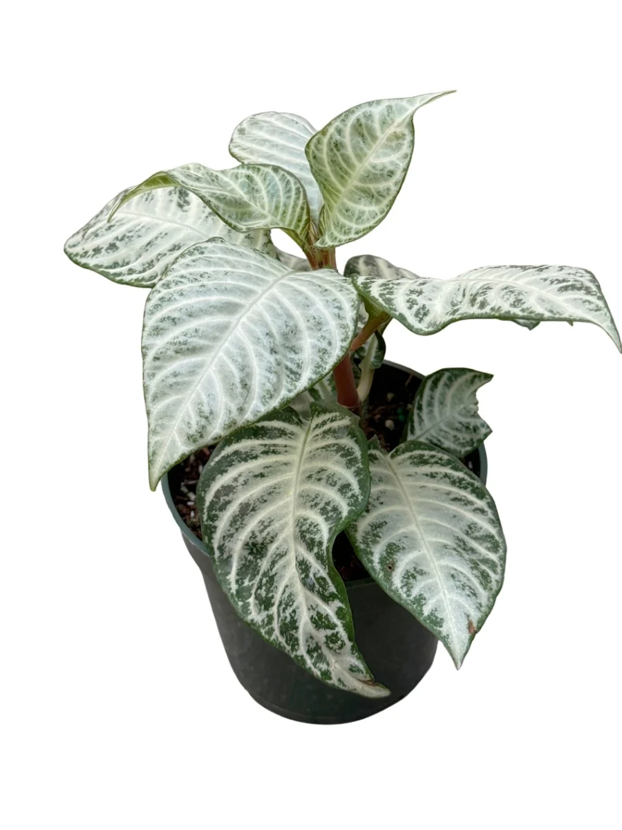 Aphelandra Snow White 4''