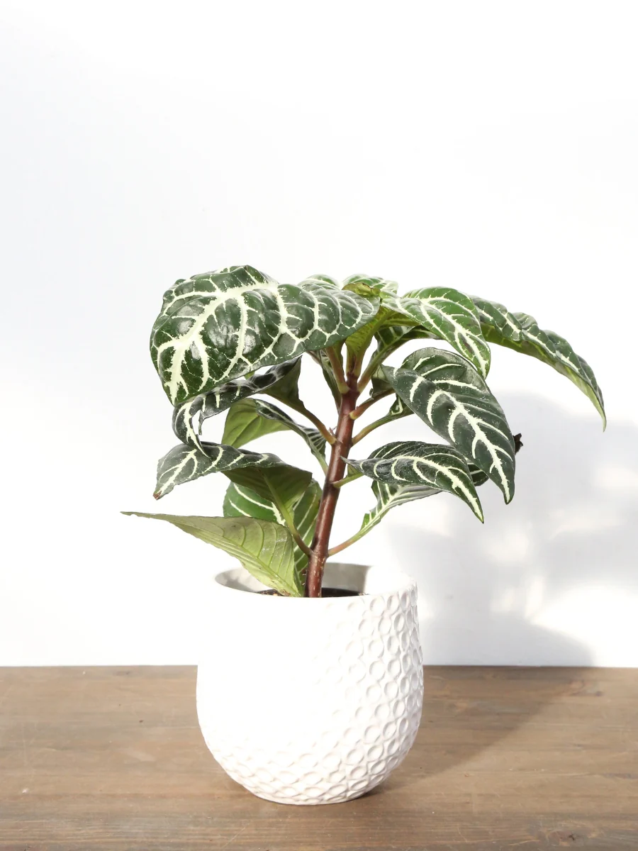 Aphelandra Zebra Plant - Image 3