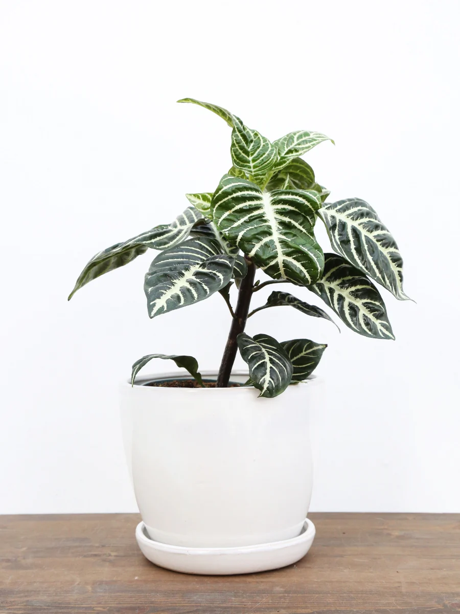 Aphelandra Zebra Plant - Image 4