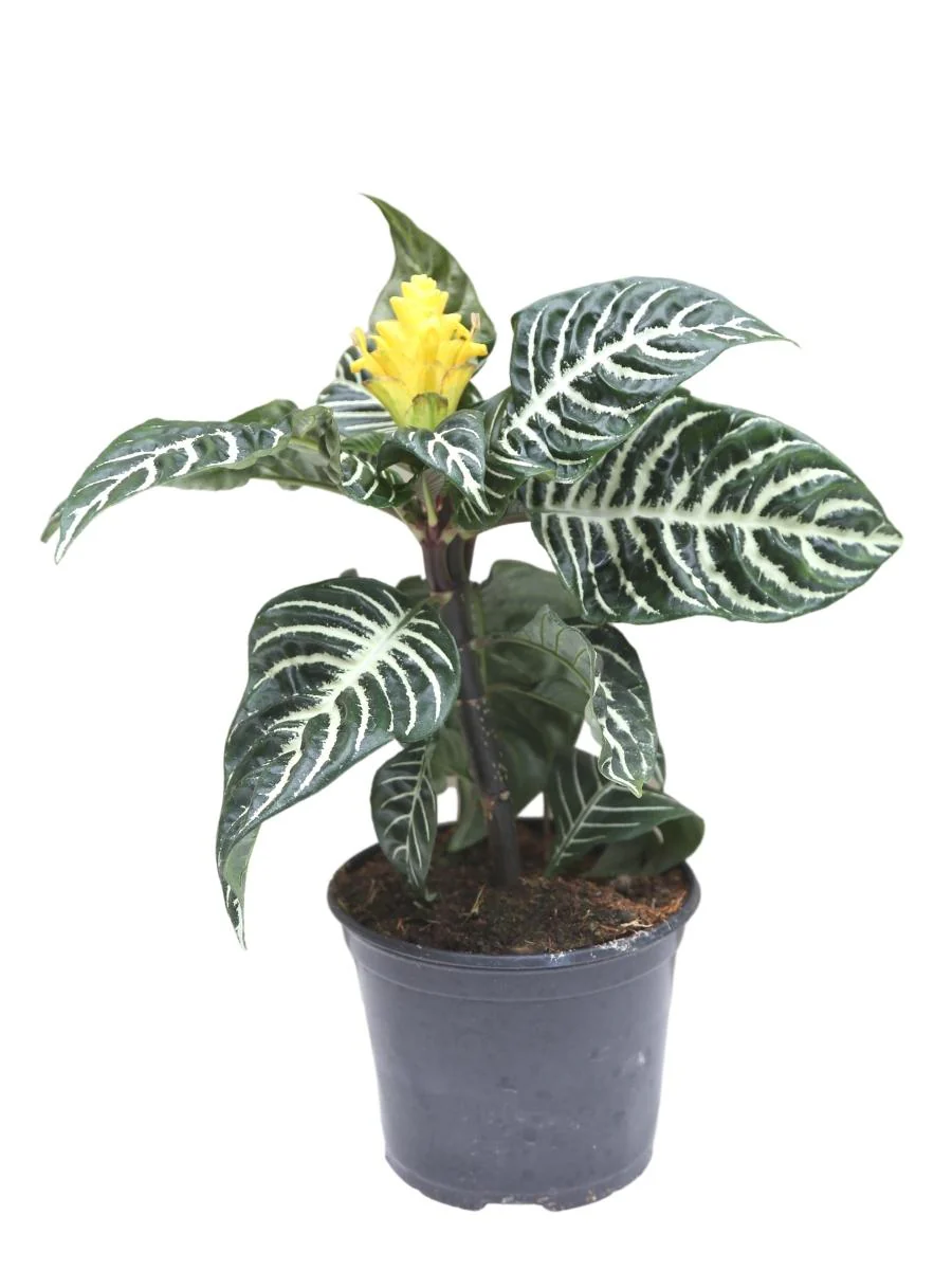 Aphelandra Zebra Plant - Image 5