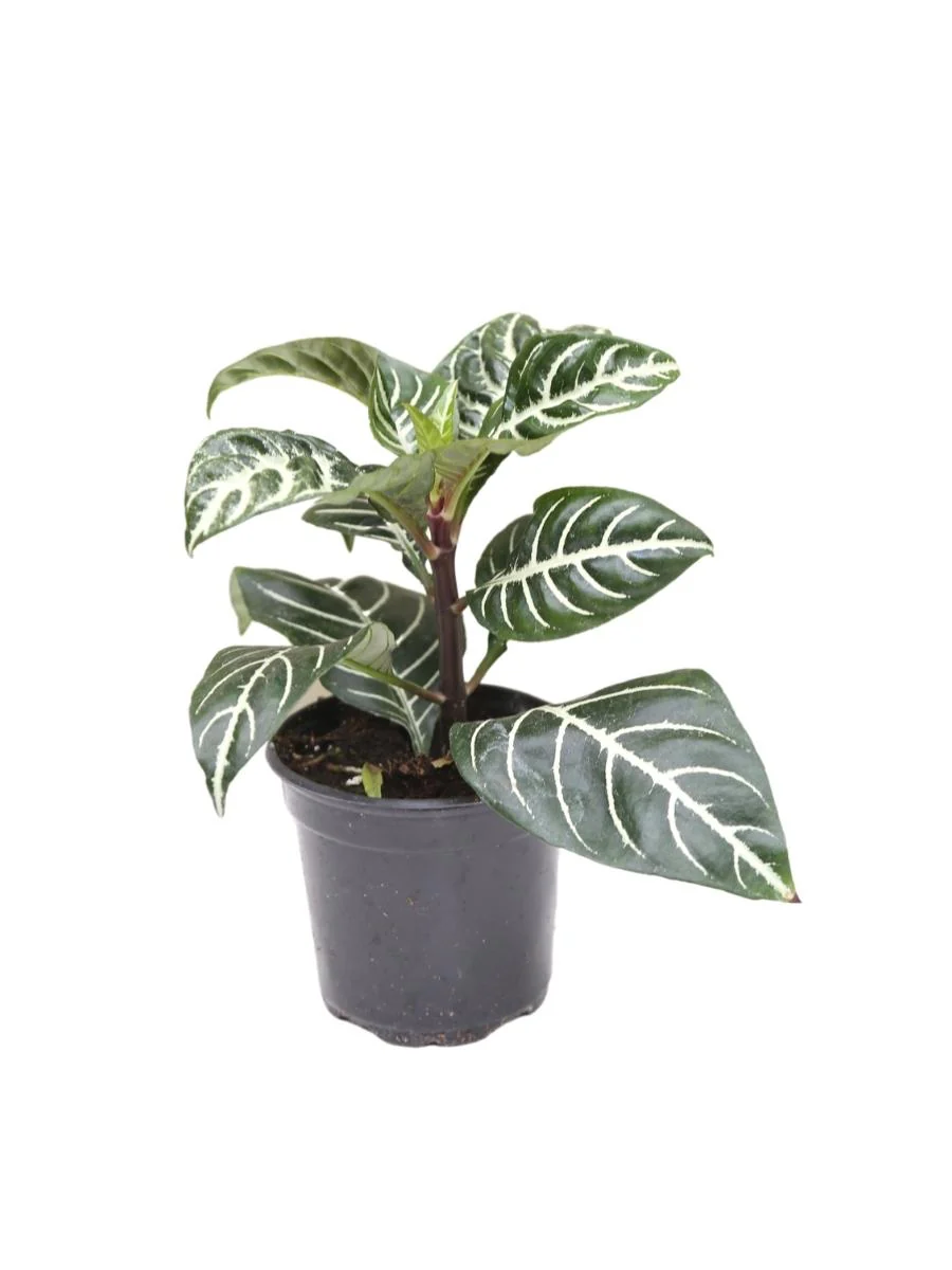 Aphelandra Zebra Plant - Image 6