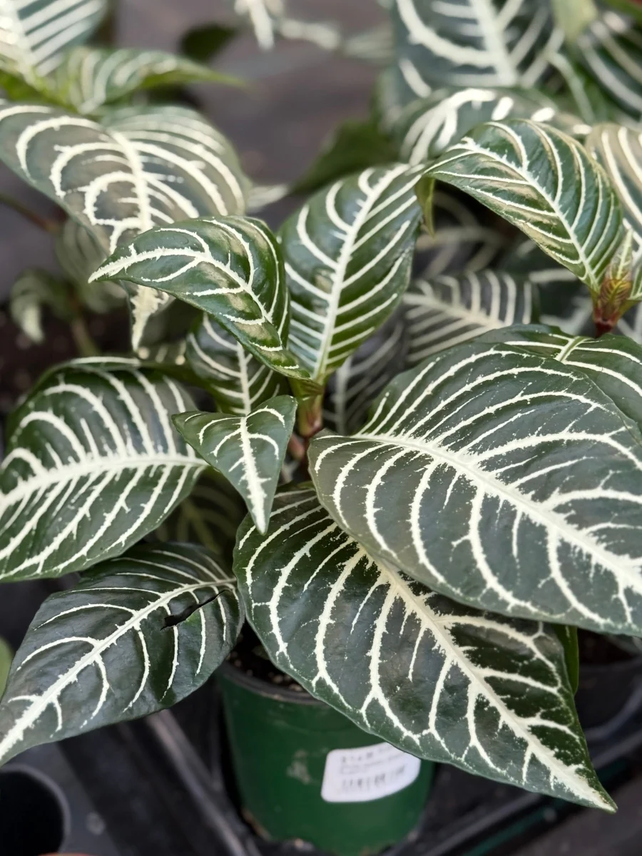 Aphelandra Zebra Plant - Image 7