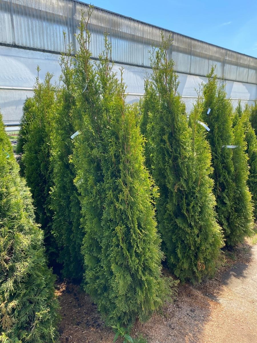 Arborvitae Emerald Green - Image 3
