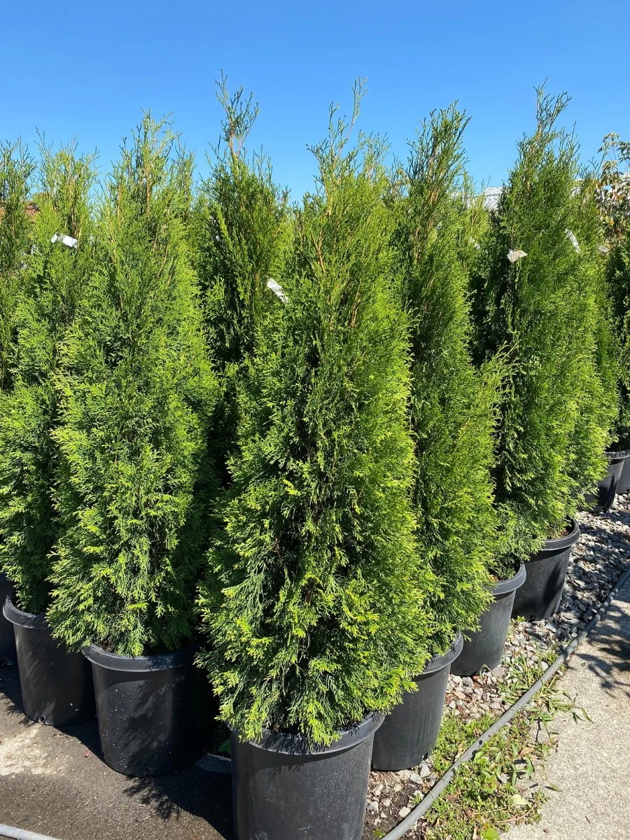 Arborvitae Emerald Green - Image 4