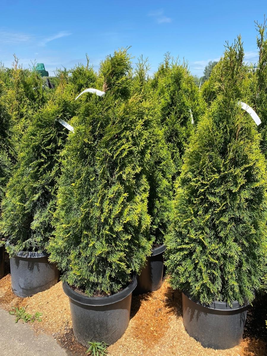 Arborvitae Emerald Green - Image 5