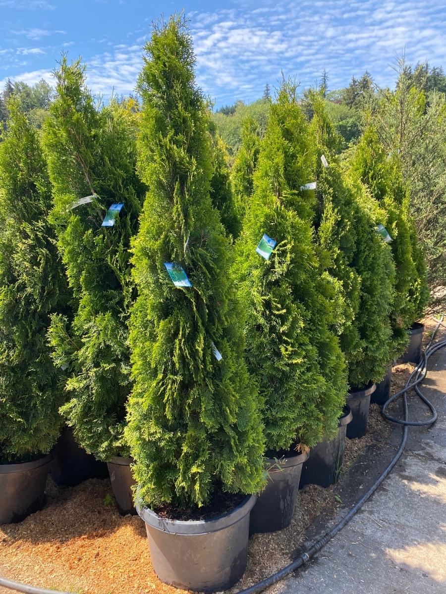 Arborvitae Emerald Green - Image 6