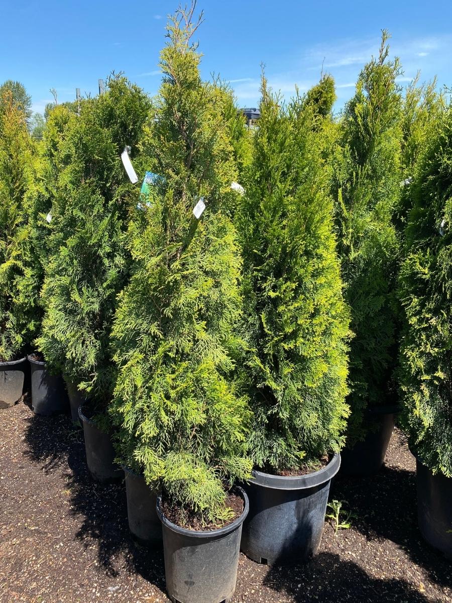 Arborvitae Emerald Green - Image 7